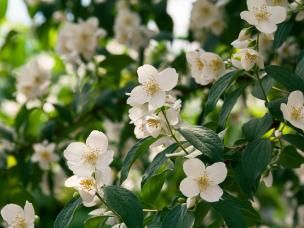 Plantes et arbustes à fleurs