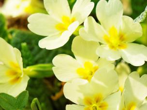 Planting spring and winter bedding plants