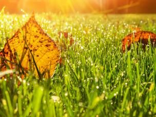 Autumn lawn care guide