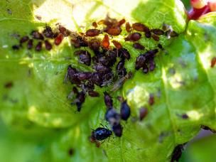 aphids
