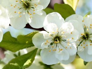 Patio fruit trees