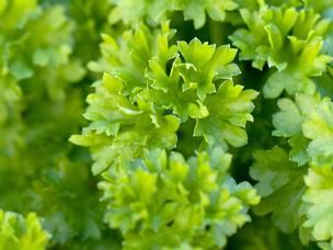 Parsley (Petroselinum Crispum)