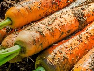 Carrots (Daucus carota)