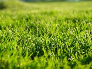 Close-up of thick green lawn
