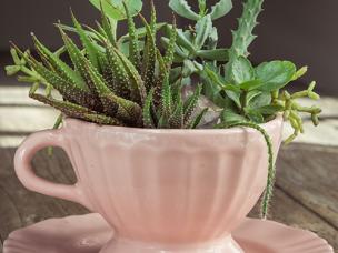 Teacup succulent planter