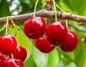 Comment protéger les arbres fruitiers des insectes