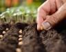 Rozsada warzyw – jaką ziemię wybrać, kiedy siejemy warzywa na rozsadę?