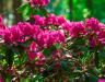 Taille des rhododendrons