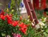 Gartenblumen: Blühende Pracht für den Garten 