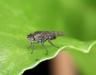 Fungus gnats