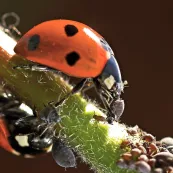 Schadlinge Im Garten Liebe Deinen Garten