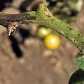 Schadlinge Im Garten Liebe Deinen Garten