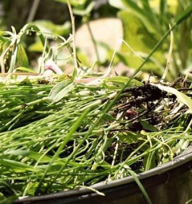 10 trucs pour faire disparaître les mauvaises herbes de votre