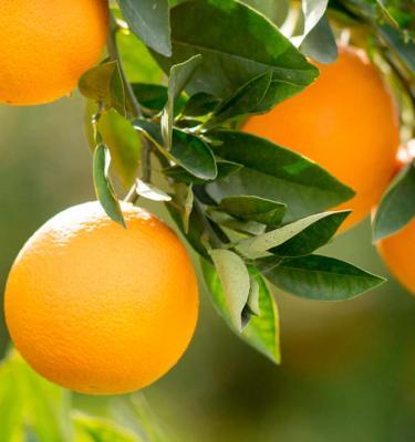 How to Grow and Care for Orange Trees