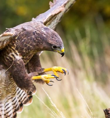 7 of the best places to spot birds of prey in the UK