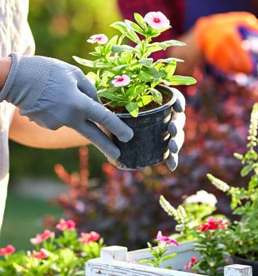 How to choose the best compost for your plants