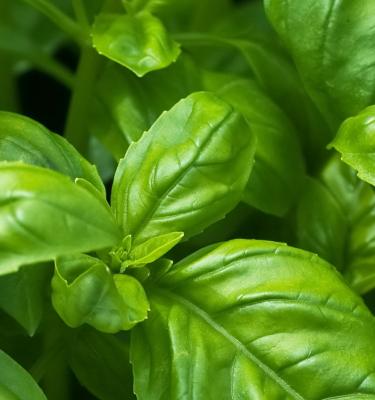 How to grow Basil Love the Garden