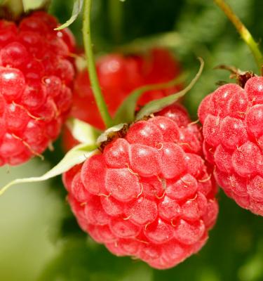images of raspberries