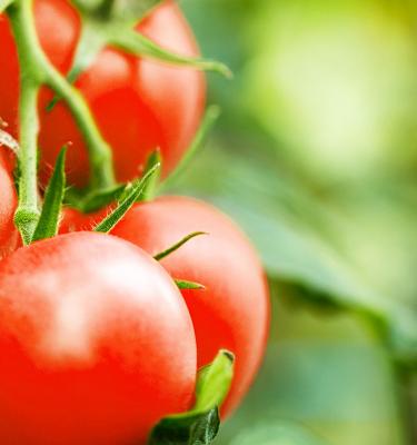 How To Grow And Care For Tomatoes