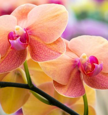 Growing orchids deals