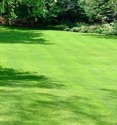 Growing a online lawn