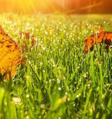 Autumn sale lawn care