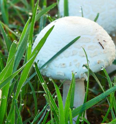 How To Get Rid Of Mushrooms In Your Lawn In 7 Easy Steps