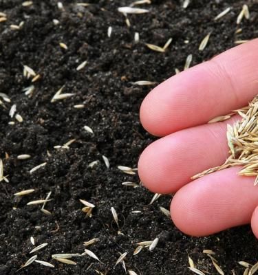 Grass seeding a deals lawn