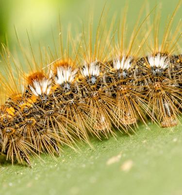 How to Get Rid of Caterpillars Love The Garden