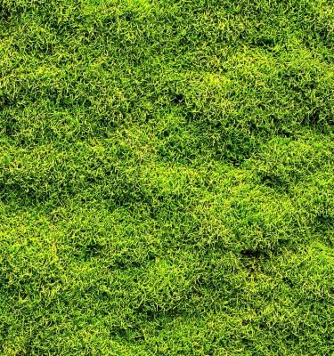 How To Identify, Treat & Control Moss | Love The Garden