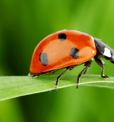 11 fascinating ladybird facts Love The Garden