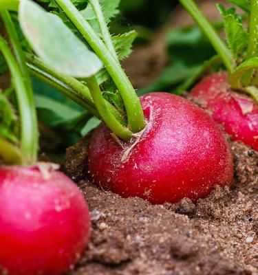 Benefits of juicing radishes hotsell