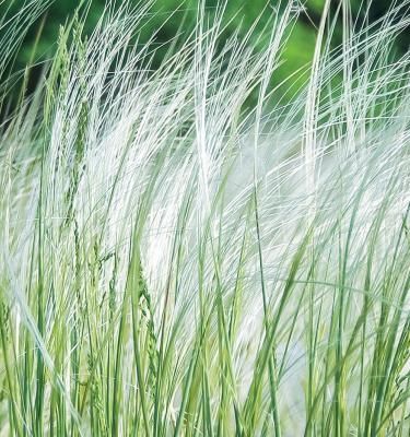 Tall ornamental online grasses for privacy