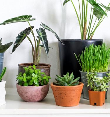 House plants deals uk