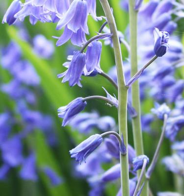 Bluebell Flowers - Growing Information For English And Spanish Bluebells