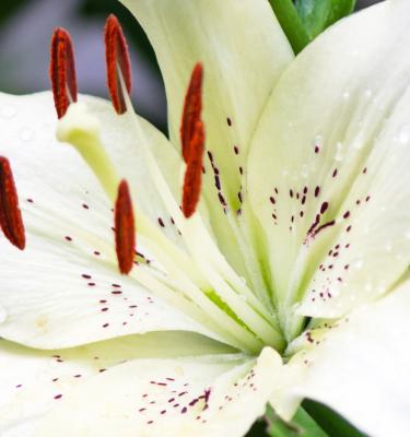 White Lily Bouquet + Free Vase | 1800Flowers.com