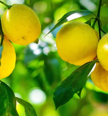 How To Grow and Care For Lemon Trees Love The Garden