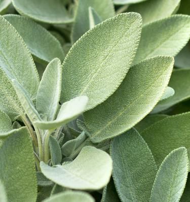 How To Grow and Care For Sage Easily At Home