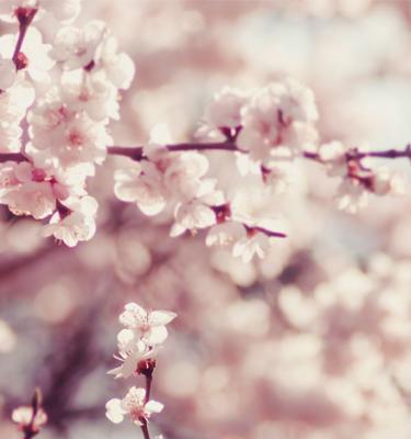 Guide du jardin japonais : éléments, styles, symbolique