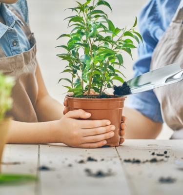 Rempoter une plante verte ou d'intérieur