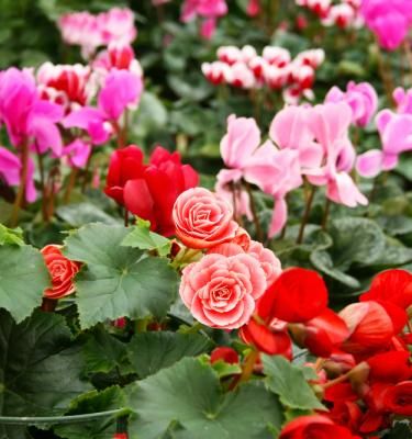 Lutter contre l'oïdium sur les rosiers