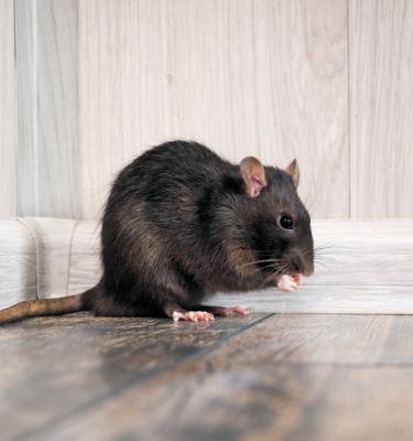 Se débarrasser une bonne fois pour toute des souris dans votre maison