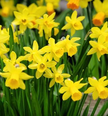 Qu'est-ce qu'un bulbe à fleur et quand le planter ?