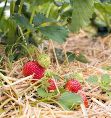 Privilégier le paillage naturel dans les jardins