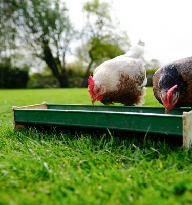 Comment fabriquer une mangeoire pour ses poules ?