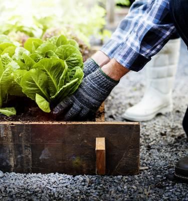 Planting Calendar For Vegetables Fruits In Australia PDF