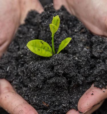 Compost : tout ce que vous devez savoir sur l'or du jardin.