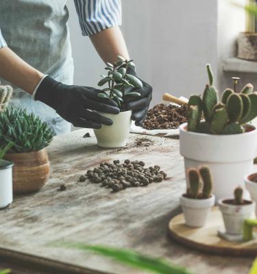 Cactus et plantes grasses : entretien, rempotage - Gamm vert