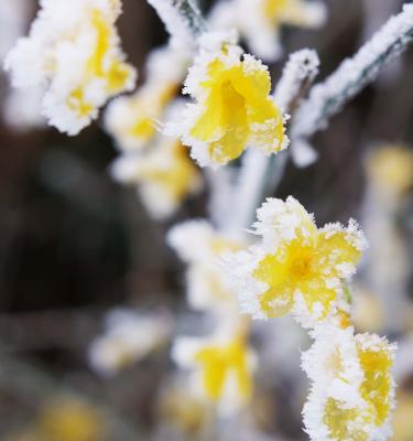 Les plantes & fleurs d'hiver