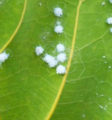 White bugs on deals plants